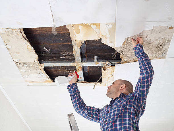 Best Attic Mold Removal  in Bronte, TX